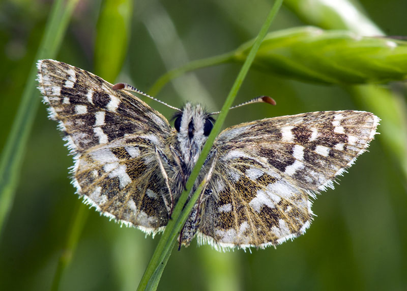 Pyrgus malvoides ? S !